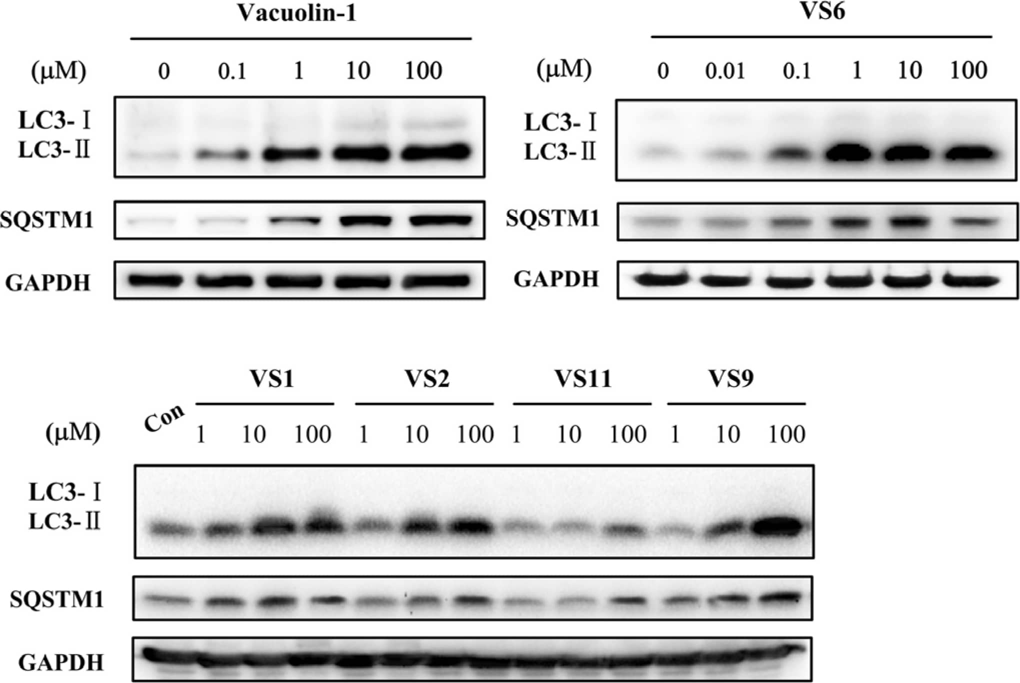 Western Blot: LC3B Antibody - BSA Free [NB100-2220] - Vacuolin-1 analogues identified via virtual screening induced the accumulation of both LC3B-II & SQSTM1 in HeLa cells in a dose dependent manner after a 6 h treatment. Image collected & cropped by CiteAb from the following publication (//pubmed.ncbi.nlm.nih.gov/28555021), licensed under a CC-BY license. Not internally tested by Novus Biologicals.