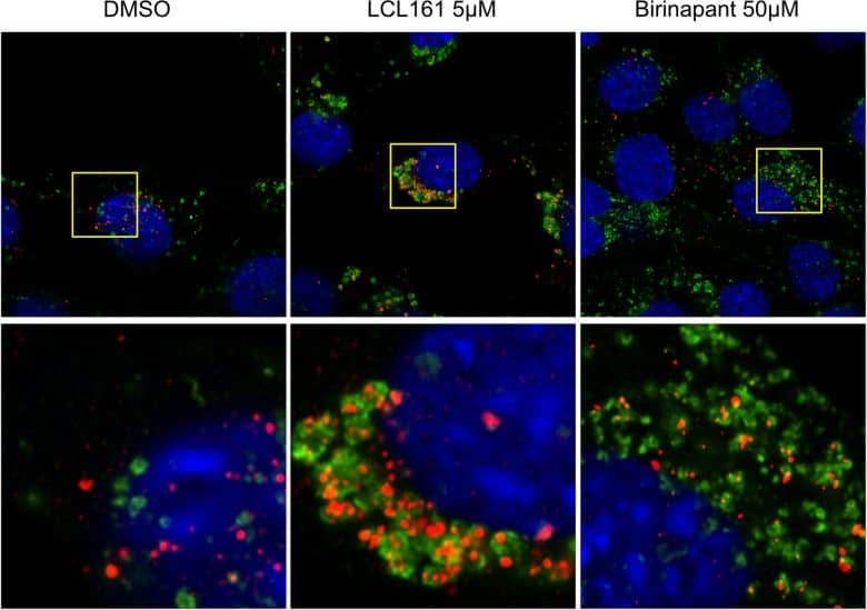 Immunocytochemistry/ Immunofluorescence: LC3B Antibody - BSA Free [NB100-2220] - Endogenous LC3 accumulates around lysosomes.Wild type MEFs were treated with LCL161 (5 µM) or birinapant (50 µM) or DMSO as a control for 6 h. Cells were fixed & stained with antibodies against LAMP2 (red channel) & LC3 (green channel). Cells were imaged by confocal microscopy Image collected & cropped by CiteAb from the following publication (//pubmed.ncbi.nlm.nih.gov/29743550), licensed under a CC-BY license. Not internally tested by Novus Biologicals.