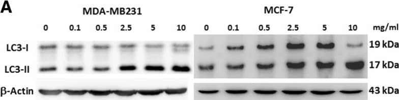 Western Blot: LC3B Antibody - BSA Free [NB100-2220] - Expression of autophagy-related proteins. MDA-MB231 & MCF-7 cells were treated with different concentrations of T33 for 48 h & a expressions of LC3-I & LC3-II proteins in MDA-MB231 & MCF-7 cells were detected with immunoblotting. Ratios of LC3-II/ beta -Actin in b MDA-MB231 & MCF-7 cells are shown. Similar results were observed in triplicate experiments. The superscripts 1, 2, & 3 refer to significant differences (P < 0.05) from the MDA-MB231 control, MCF-7 control & MDA-MB231, respectively Image collected & cropped by CiteAb from the following publication (//pubmed.ncbi.nlm.nih.gov/31409331), licensed under a CC-BY license. Not internally tested by Novus Biologicals.