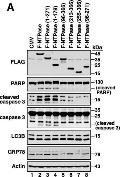 Western Blot: LC3B Antibody - BSA Free [NB100-2220] - GII-NTPase possesses proapoptotic activity, which can be further enhanced by Nterm or P22. (A) Effects of GII-NTPase or its deletion mutants on cell apoptosis, autophagy, & ER stress. After transfection of the indicated GII-NTPase expression plasmids into 293T cells for 24 h, the expression of specific markers for apoptosis (PARP or caspase 3), autophagy (LC3B), & ER stress (GRP78) were examined by Western blotting. (B) Enhancement of the GII-NTPase-mediated apoptosis by Nterm or P22. 293T cells were cotransfected with the indicated plasmids expressing GII-NTPase, Nterm, or P22. After 24 h of transfection, the expression of cleaved PARP & caspase 3 in the cells was analyzed by Western blotting. Image collected & cropped by CiteAb from the following publication (//pubmed.ncbi.nlm.nih.gov/29212938), licensed under a CC-BY license. Not internally tested by Novus Biologicals.