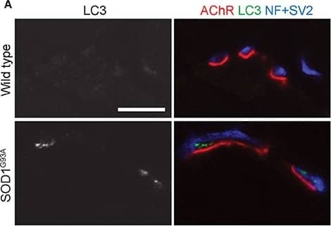 Immunohistochemistry: LC3B Antibody - BSA Free [NB100-2220] - Accumulation of an autophagosome marker in the presynaptic terminals of NMJs of SOD1G93A mice (A) Representative confocal micrographs of immunohistochemistry showing accumulation of the autophagosome marker LC3 (grayscale in left panels, green in right panels) in presynaptic terminals of diaphragm NMJs in SOD1G93A mice at P120, but not at NMJs of wild-type mice at P140. Nerves were stained using anti-neurofilament & anti-SV2 antibodies (blue), & postsynaptic acetylcholine receptors were labeled with Alexa 594-conjugated  alpha -bungarotoxin (red). In these cross-section images of NMJs, presynaptic terminals are above the bungarotoxin signal, & postsynaptic myotubes are below the bungarotoxin signal. Scale bar: 10 μm. (B) The number of NMJs with LC3 puncta was significantly higher in SOD1G93A mice than in wild-type mice. Quantifications are from n = three animals & 268–305 NMJs each genotype in confocal images. Asterisks indicate a significant difference by un-paired t-test (**p < 0.01). Image collected & cropped by CiteAb from the following publication (//pubmed.ncbi.nlm.nih.gov/28890682), licensed under a CC-BY license. Not internally tested by Novus Biologicals.