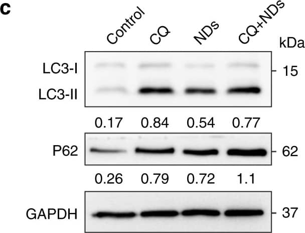 Western Blot: LC3B Antibody - BSA Free [NB100-2220] - Screening of potent NAPIs in HepG2. a Immunoblots for autophagy-related proteins LC3-II, p62 (left); semi-quantified analysis (n = 3) in various nanoparticles treated cells (right). CQ & Rapamycin (Rapa) were used as positive controls for autophagy inhibition & autophagy activation, respectively. Glyceraldehyde 3-phosphate dehydrogenase (GAPDH) was used as the loading control. Normalized band densities were shown below each band. b Fluorescence images of mCherry-GFP-LC3 cells after incubation with CQ or NDs for 48 h (autophagosomes: mCherry+/GFP+ yellow puncta; autolysosomes: mCherry+/GFP) & quantification of the number of LC3 puncta per cell in cells (10 cells per group). Scale bar: 10 μm. c Immunoblots for autophagy-related proteins LC3-II, p62 (left); semi-quantified analysis (n = 3) in CQ, NDs, or CQ–NDs-treated cells (right). &P < 0.05, significantly different from NDs. GAPDH was used as the loading control. Normalized band densities were shown below each band. d Left: Cell viability after incubation with ATO or various NAPIs–ATO mixture for 48 h (n = 3). ##P < 0.01 by t-test, significantly different from ATO. Right: Cell viability after 48 h NDs–ATO treatment with RNAi of autophagy proteins ATG5 & ATG7 (n = 3). e, f Immunoblots for autophagy-related protein LC3-II & autolysosomal process-related protein NUPR1, SNAP25, VAMP8 in NDs-treated cells. g Immunoblots for autolysosomal process-related protein NUPR1 after NDs treatment with RNAi of autophagy proteins ATG5 & ATG7. GAPDH was used as the loading control. Error bars are s.d. Image collected & cropped by CiteAb from the following publication (//pubmed.ncbi.nlm.nih.gov/30341298), licensed under a CC-BY license. Not internally tested by Novus Biologicals.