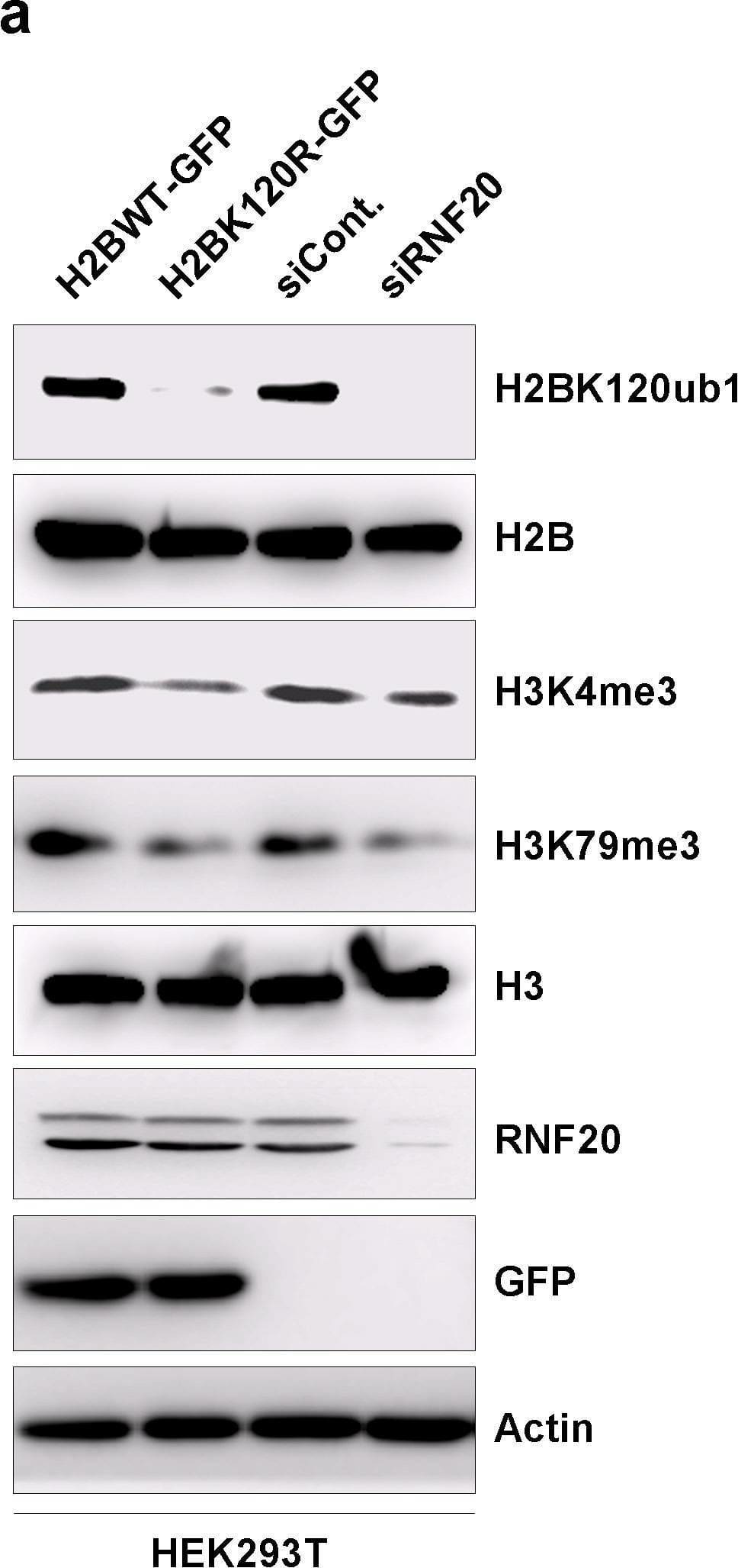 Western Blot RNF20 Antibody - BSA Free
