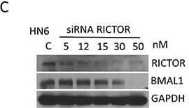 Western Blot: BMAL1 Antibody [NB100-2288] - Small interference RNA targeting Raptor & Rictor disrupts BMAL1 accumulation in HNSCCTargeted disruption of Raptor (A-B) & Rictor (C-D) using siRNA results in a dose-dependent downregulation of BMAL1 in HNSCC cells. E. Disruption of PTEN by protein oxidation causes activation of mTOR signaling, resulting in accumulation of BMAL1. Notably, inhibition of mTOR signaling, particularly mTORC1 & mTORC2, results in restoration of normal BMAL1 levels in the epidermis of mice & head & neck cancer cells. These results demonstrate a novel role for mTOR in regulating nuclear levels of the core clock gene BMAL1. Image collected & cropped by CiteAb from the following publication (//pubmed.ncbi.nlm.nih.gov/27285754), licensed under a CC-BY license. Not internally tested by Novus Biologicals.