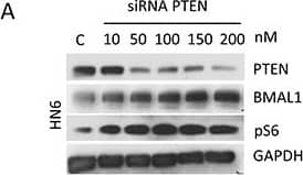 Western Blot: BMAL1 Antibody [NB100-2288] - Targeted disruption of PTEN in vitro & in vivo induces activation of pS6 & BMAL1A. & B. Targeted inhibition of PTEN using siRNA results in concentration-dependent inhibition of PTEN protein in HNSCC cells. HNSCC cells show accumulation of BMAL1 & pS6 in response to PTEN inhibition. C. Immunofluorescence assay to detect BMAL1 in PTEN conditional knockout mice (K14cre PtenF/F) & control littermates. Immunofluorescences & graphic show high accumulation of nuclear BMAL1 in K14cre PtenF/F mice compared to control mice (K14cre). Scale bars represent 50 μm. Black & white images depict cells positive for BMAL1 in K14cre PtenF/F mice (arrows) compared to few BMAL-positive cells in control mice (arrowhead). Scale bars represent 10 μm. (**p<0.01). Image collected & cropped by CiteAb from the following publication (//pubmed.ncbi.nlm.nih.gov/27285754), licensed under a CC-BY license. Not internally tested by Novus Biologicals.