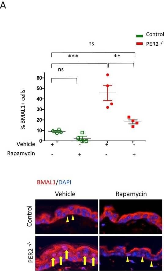 Western Blot: BMAL1 Antibody [NB100-2288] - Oxidation causes accumulation of BMAL1. Western blot assay demonstrates time-dependent accumulation of BMAL1 upon oxidative stress in HNSCC cells (*p0.05). Image collected & cropped by CiteAb from the following publication (//pubmed.ncbi.nlm.nih.gov/27285754), licensed under a CC-BY license. Not internally tested by Novus Biologicals.