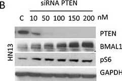 Western Blot: BMAL1 Antibody [NB100-2288] - Targeted disruption of PTEN in vitro & in vivo induces activation of pS6 & BMAL1A. & B. Targeted inhibition of PTEN using siRNA results in concentration-dependent inhibition of PTEN protein in HNSCC cells. HNSCC cells show accumulation of BMAL1 & pS6 in response to PTEN inhibition. C. Immunofluorescence assay to detect BMAL1 in PTEN conditional knockout mice (K14cre PtenF/F) & control littermates. Immunofluorescences & graphic show high accumulation of nuclear BMAL1 in K14cre PtenF/F mice compared to control mice (K14cre). Scale bars represent 50 μm. Black & white images depict cells positive for BMAL1 in K14cre PtenF/F mice (arrows) compared to few BMAL-positive cells in control mice (arrowhead). Scale bars represent 10 μm. (**p<0.01). Image collected & cropped by CiteAb from the following publication (//pubmed.ncbi.nlm.nih.gov/27285754), licensed under a CC-BY license. Not internally tested by Novus Biologicals.