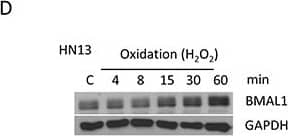 Western Blot: BMAL1 Antibody [NB100-2288] - Oxidation causes accumulation of BMAL1A. Head & neck cancer cells have different expression levels of the core clock protein BMAL1. B. Immunofluorescence assay depicts accumulation of ROS (green channel) & BMAL1 (red channel) upon oxidation. C. & D. Western blot assay demonstrates time-dependent accumulation of BMAL1 upon oxidative stress in HNSCC cells (*p<0.05, **p<0.01). Image collected & cropped by CiteAb from the following publication (//pubmed.ncbi.nlm.nih.gov/27285754), licensed under a CC-BY license. Not internally tested by Novus Biologicals.