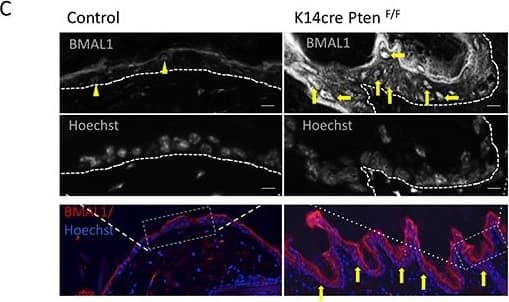 Immunocytochemistry/ Immunofluorescence: BMAL1 Antibody [NB100-2288] - Targeted disruption of PTEN in vitro & in vivo induces activation of pS6 & BMAL1A. & B. Targeted inhibition of PTEN using siRNA results in concentration-dependent inhibition of PTEN protein in HNSCC cells. HNSCC cells show accumulation of BMAL1 & pS6 in response to PTEN inhibition. C. Immunofluorescence assay to detect BMAL1 in PTEN conditional knockout mice (K14cre PtenF/F) & control littermates. Immunofluorescences & graphic show high accumulation of nuclear BMAL1 in K14cre PtenF/F mice compared to control mice (K14cre). Scale bars represent 50 μm. Black & white images depict cells positive for BMAL1 in K14cre PtenF/F mice (arrows) compared to few BMAL-positive cells in control mice (arrowhead). Scale bars represent 10 μm. (**p<0.01). Image collected & cropped by CiteAb from the following publication (//pubmed.ncbi.nlm.nih.gov/27285754), licensed under a CC-BY license. Not internally tested by Novus Biologicals.