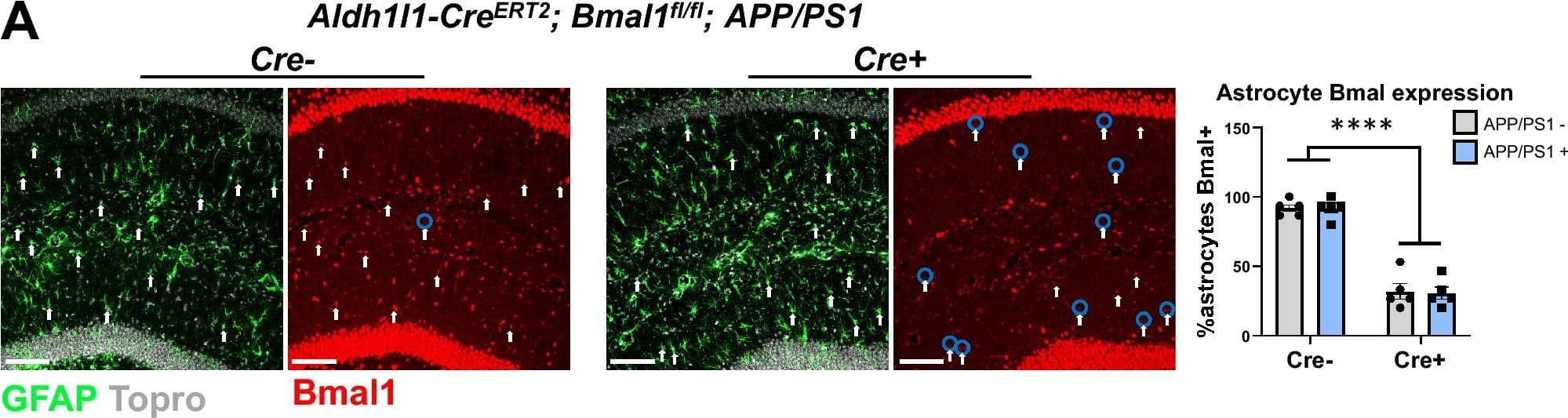 Immunohistochemistry: BMAL1 Antibody [NB100-2288] - Astrocyte Bmal1 regulates genes with conflicting effects on A beta  deposition. (A) Topro, GFAP, & BMAL1 staining in CA1 hippocampus of 4-month-old BMAL1 aKO; APP/PS1-21 mice & Cre- controls (scale bar = 100 µm). Arrows indicate astrocyte nuclei quantified as indicated by Topro nuclei surrounded by GFAP positivity. Blue circles indicate nuclei quantified as BMAL1 negative. Quantification of astrocytes counted as BMAL1- or BMAL1+ is shown on the right. n = 5 mice per group, **** = p < 0.0001 by two-way ANOVA with Sidak multiple comparisons test. (B) Heatmap of Fluidigm qPCR analysis of 20 genes involved in the circadian clock, glial activation, & Alzheimer’s Disease in cortex from Aldh1l1-CreERT2; Bmal1fl/fl mice & Cre- controls with or without APP/PS1-21 or APPNL-G-F/wt (n = 6–8 mice per group). Two-way ANOVA analysis: c = significant main effect of Cre genotype, m = main effect of A beta  model, c*m = interaction effect of cre & A beta  model, - = no significance (all p < 0.05). (C) Individually plotted genes from A. * = p < 0.05, ** = p < 0.005, *** = p < 0.0005 by two-way ANOVA with Sidak multiple comparisons test. Panel B was made using GraphPad Prism version 9.2 (//www.graphpad.com). Image collected & cropped by CiteAb from the following publication (//pubmed.ncbi.nlm.nih.gov/35110643), licensed under a CC-BY license. Not internally tested by Novus Biologicals.