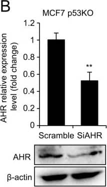 Western Blot: AHR Antibody - BSA Free [NB100-2289] - Activation of AHR/Nrf2 pathway by PFT-alpha . (A) qPCR to detect mRNA level of CYP1A1, NQO1, HO1 & TRXR1 upon 20 h PFT-alpha  treatment (20 µM) in MCF7 p53KO cells (upper part) & T47D cells (lower part). Relative expression level of CYP1A1 is shown in log2 scale; relative expression level of NQO1, HO1 & TRXR1 are shown as fold change, both normalized with DMSO treatment. All values represent the mean ± SD of two times independent experiments performed in three replicates. (B) Knock-down efficiency of AHR siRNA as detected by qPCR (upper part) & western blot (lower part). Relative expression level is shown as fold change normalized to scramble siRNA. All values represent the mean ± SD of two independent experiments performed in three replicates. (C) DCF-DA staining of ROS levels upon doxorubicin treatment (1 µM, 8 h) with or without PFT-alpha  (20 µM, 12 h pre-treatment) in MCF7 p53KO cells transfected with scramble siRNA & siAHR. For quantification of ROS levels (lower panel), the values are reported as percentage relative to DMSO treatment group. (D) qPCR to detect mRNA level of Nrf2 targets NQO1, HO1 & TRXR1 upon 20 h PFT-alpha  treatment (20 µM) in MCF7 p53KO cells transfected with scramble siRNA & siAHR. Image collected & cropped by CiteAb from the following publication (//pubmed.ncbi.nlm.nih.gov/31974452), licensed under a CC-BY license. Not internally tested by Novus Biologicals.