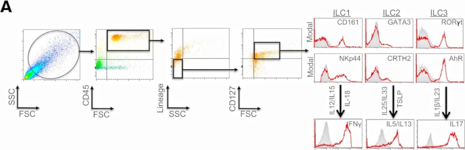 Flow Cytometry: AHR Antibody [Alexa Fluor® 700] [NB100-2289AF700] - Presence & frequency of ILC subtypes within the meninges of severe TBI patients.(A) Dura was collected from consecutive, severe TBI patients undergoing decompressive craniectomy to alleviate elevated intracranial pressure. ILCs were sorted using forward scatter (FSC)/side scatter (SSC) & identified as CD45+, lineage-negative (Lin−), CD127+ lymphoid cells. ILCs subtypes were further defined as ILC1:, CD45+Lin−CD127+CD161+NKp44+; ILC2, CD45+Lin−CD127+GATA3+CRTH2+; & ILC3, CD45+Lin−CD127+ROR gamma t+AhR+, as shown in representative flow cytometry scatterplots. Gray shaded areas indicate isotype controls. To demonstrate functionality, ILCs were further stimulated with cytokine cocktails, & production of signature cytokines was assessed (ILC1, IFN-gamma ; ILC2, IL-5/IL-13; ILC3, IL-17). (B & C) Frequency of ILC subtypes from individual patients, expressed as total cell number (B) & % leukocytes (C) (n = 5). Scatterplots depict mean ± SD. (D) Computed tomography scan of a TBI patient before (Pre-) & after (Post-) decompressive craniectomy surgery. The dura was collected during surgery at the time of bone flap removal. Image collected & cropped by CiteAb from the following publication (//pubmed.ncbi.nlm.nih.gov/33427206), licensed under a CC-BY license. Not internally tested by Novus Biologicals.