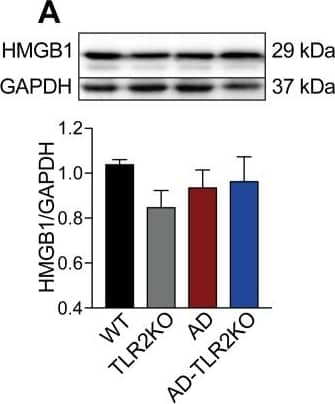 Western Blot: HMGB1/HMG-1 Antibody [NB100-2322] - Expression of endogenous ligands for TLR2. (A) Expression of biglycan in AD-TLR2KO mice increased significantly compared with that in WT, AD, & TLR2KO mice (p0.05). Image collected & cropped by CiteAb from the following publication (//pubmed.ncbi.nlm.nih.gov/31509519), licensed under a CC-BY license. Not internally tested by Novus Biologicals.