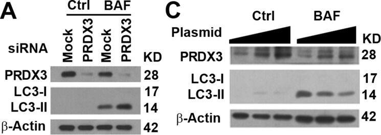 Western Blot: LC3A Antibody - BSA Free [NB100-2331] - Impacts of PRDX3 protein on autophagy flux(A–D) Representative immunoblot (A, C) & quantification (B, D) showing the levels of LC3-II in BPH-1 cells treated with random (MOCK) or PRDX3-specific siRNA (PRDX3) (A, B) or RWPE-1 cells transiently expressing different amount of PRDX3 (C, D) in the absence (Ctrl) or presence of bafilomycin A1 (BAF). Data are mean & standard deviation of three repeats & differences are tested with Student's T-test. *P ≤ 0.05; **P ≤ 0.01; ***P ≤ 0.001. (E–G) Representative immunoblot (E) & quantification (F, G) showing the levels of Beclin 1 (F) & PI3KCIII (G) in BPH-1 cells treated with random (MOCK) or PRDX3-specific siRNA (PRDX3). Ns, not significant; *P ≤ 0.05. Image collected & cropped by CiteAb from the following publication (//www.oncotarget.com/lookup/doi/10.18632/oncotarget.17927), licensed under a CC-BY license. Not internally tested by Novus Biologicals.