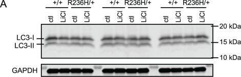Western Blot: LC3A Antibody - BSA Free [NB100-2331] - LiCl administered via 0.5% LiCl food pellets for 4 wks does not increase markers for autophagy in Gfap-R236H/+ mice.Each lane of the immunoblots is tissue from one mouse. Immunoblots for LC3-I & LC3-II in (A) did not detect a change in parietal cortex (and underlying white matter) with LiCl treatment. LC3-II bands normalized to LC3-I are quantified in B (N = 3–4 mice from 3–4 cages per genotype, & is representative of 3 blots). LC3-II normalized to GAPDH gave similar results & is not shown. P62 was increased in control diet R236H/+ mouse olfactory bulb compared with control diet +/+, but LiCl did not change P62 levels in GFAP+/+ or R236H/+ mice (C-D). P62 was normalized to total protein loaded. Error bars are SEM. ****P < 0.0001. Image collected & cropped by CiteAb from the following publication (//pubmed.ncbi.nlm.nih.gov/26378915), licensed under a CC-BY license. Not internally tested by Novus Biologicals.
