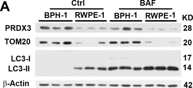 Western Blot: LC3A Antibody - BSA Free [NB100-2331] - PRDX3 expression & its association with autophagy flux in cultured prostate cells(A) Representative immunoblot showing the levels of PRDX3, TOM20 & LC3-II in in lysates prepared from three different cultures of BPH-1 & RWPE-1 cells in the absence (Ctrl) or presence of bafilomycin A1 (BAF). (B–D) The quantification of the relative levels of PRDX3 (B), TOM20 (C) & LC3-II (D) to  beta -Actin as shown in (A). Data are mean & standard deviation of three repeats & differences are tested with Student's T-test. *P ≤ 0.05; **P ≤ 0.01. Image collected & cropped by CiteAb from the following publication (//www.oncotarget.com/lookup/doi/10.18632/oncotarget.17927), licensed under a CC-BY license. Not internally tested by Novus Biologicals.