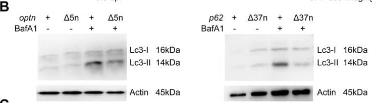 Western Blot LC3A Antibody - BSA Free
