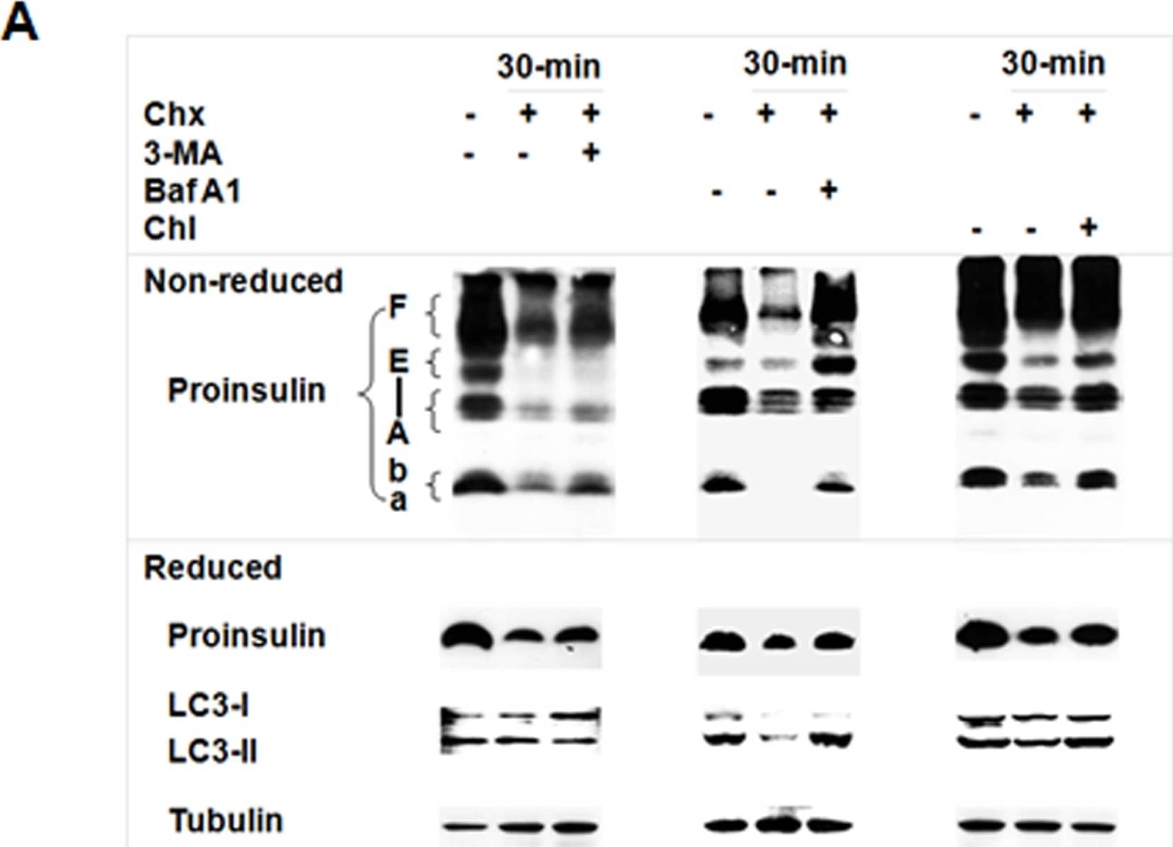 Western Blot LC3A Antibody - BSA Free