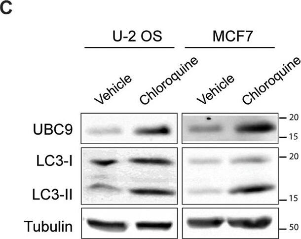 Western Blot: LC3A Antibody - BSA Free [NB100-2331] - UBC9 is degraded by autophagy in epithelial cells.(A) Immunolocalization of UBC9 in ultrathin sections of HKs transduced with empty or HPV16 E6/E7 vectors. Original view (left) & higher magnification (right) of boxed regions. Gold particles are selectively enriched in autophagic structures highlighted by arrows. Scale bar = 1 μm. (B) Top: Representative WB of HaCaT cells treated with the indicated autophagic activators (left) & inhibitors (right). Activation of autophagy was monitored by the conversion of LC3 (LC3-I) to the lipidated LC3 (LC3-II) form, a marker of autophagosome production induced by autophagic stimuli [41]. LC3-II accumulation was used to verify autophagic impairment [41]. Bottom: normalized UBC9 expression. Data are expressed as fold over untreated cells. Bars represent means ± SEM of n = 4 different biological replicates. ns: not significant (Kruskal–Wallis one-way ANOVA with Dunn’s post hoc test) compared to vehicle control groups. (C) Representative WB analysis of U-2 OS or MCF7 cells treated with chloroquine. n = 3 different biological replicates. (D) Representative WB analysis of MCF7 cells transduced with scramble or ATG5 shRNA. The observed ATG5 band represents the ATG5-ATG12 conjugated form. LC3-I accumulation is reported to evidence autophagic deficiencies promoted by shATG5. n = 3 replicates of a single transduction. Image collected & cropped by CiteAb from the following publication (//dx.plos.org/10.1371/journal.ppat.1006262), licensed under a CC-BY license. Not internally tested by Novus Biologicals.