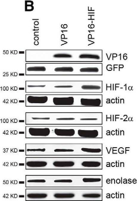 HIF-1 alpha  protein and HIF-1 alpha  target genes are elevated in SCs following retrovirus administration. Expression of mRNA for VP16, HIF-1 alpha , and  beta -actin in transfected SCs was confirmed by PCR in VP16 and VP16-HIF SCs (A). Protein expression of VP16, HIF-1 alpha , HIF-2 alpha , VEGF, enolase, and protein loading controls (GFP or  beta -actin) in transfected SCs was assessed by western blotting (B). Protein expression was normalized to the loading control. Relative intensity of VP16 expression is shown in C, and the fold change in protein expression relative to control SCs is shown for HIF-1 alpha  (D) HIF-2 alpha  (E), VEGF (F), and enolase (G). Values are as follows: VP16 (control: 0.0 +/- 0.0; VP16: 0.40 +/- 0.01; VP16-HIF: 0.41 +/- 0.00); HIF-1 alpha  (control: 1.0 +/- 0.04; VP16: 1.0 +/- 0.04; VP16-HIF: 5.9 +/- 0.01); HIF-2 alpha  (control: 1.0 +/- 0.01; VP16: 1.0 +/- 0.01; VP16-HIF: 1.0 +/- 0.02); VEGF (control: 1.0 +/- 0.01; VP16: 1.02 +/- 0.02; VP16-HIF: 2.2 +/- 0.01); enolase (control: 1.0 +/- 0.01; VP16: 1.0 +/- 0.04; VP16-HIF: 1.7 +/- 0.00); n = 3/group. Mean +/- SEM, *p < 0.0001. Figure Contributions: Veena Kandaswamy generated the VP16-HIF cells. Veena Kandaswamy performed the PCRs. Ying Dai performed the western blottings. Ying Dai and Caitlin Hill analyzed the data. Image collected and cropped by CiteAb from the following open publication (//pubmed.ncbi.nlm.nih.gov/31488552), licensed under a CC-BY license. Not internally tested by Novus Biologicals.