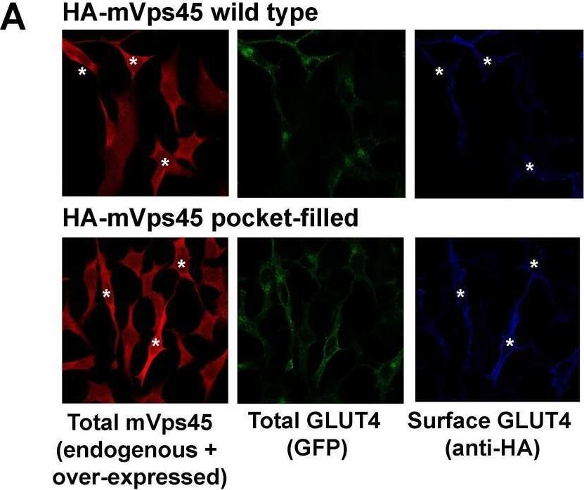 mVps45 binding to Sx16 controls GLUT4 trafficking.HeLa cells expressing HA-GLUT4-GFP were transfected with plasmids encoding either HA-mVps45 (wild-type) or HA-mVps45-V107R (a mutant which prevents the interaction of the Sx16 N-terminus with mVps45 –see text). 48 h after transfection, cells were incubated in serum-free media for 2 h, fixed and cell surface GLUT4 immuno-stained using anti-HA (pseudo-coloured blue) prior to permeabilization. Subsequently, cells were permeabilised and stained using anti-mVps45 which detects both endogenous and over-expressed mVps45 (pseudo-coloured red; note that the use of HA-tagged mVps45 constructs and HA-tagged GLUT4 precluded this as a means to distinguish cells over-expressing mVps45 species). Signal from GFP is pseudo-coloured green. (A) Data from a typical experiment; white asterisk represent cells expressing higher than average anti-mVps45 immunoreactivity and which are therefore assumed to be over-expressing the indicated species. Data from a typical experiment is shown. (B) Levels of HA-GLUT4-GFP were not significantly altered upon over-expression of either wild-type or mVps45-V107R, which were expressed at similar levels (both are recognised by anti-HA); the approximate positions of molecular weight markers are shown (in kDa). (C) Quantification of the HA/GFP ratio from fields of cells such as those shown in (A). Fields of cells transfected with mVps45-V107R exhibited increased HA/GFP ratios compared to cells transfected with wild-type mVps45 (∗p < 0.001 ANOVA). Wild-type transfected cells were indistinguishable from non-transfected controls (ns; p = 0.33 ANOVA). Each point on the graph is from a single field of cells; data from three independent biological experiments is presented. Image collected and cropped by CiteAb from the following open publication (//pubmed.ncbi.nlm.nih.gov/37520260), licensed under a CC-BY license. Not internally tested by Novus Biologicals.