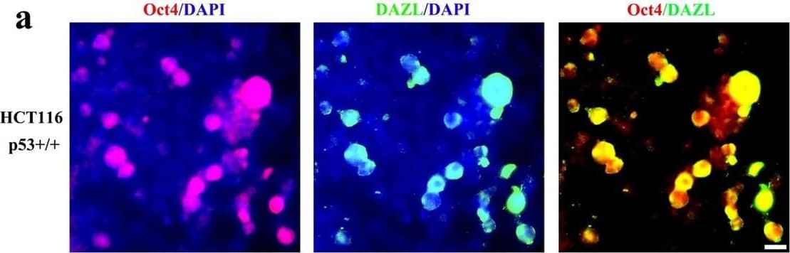 Immunocytochemistry/ Immunofluorescence DAZL Antibody