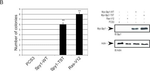 Western Blot: Speedy/Ringo Antibody [NB100-2521] - Elevated Spy1 levels prevent contact inhibition. (A) Representative views of focus formation assays in NIH3T3 cells transfected with Myc-Spy1-WT, Myc-Spy1-TST, positive control Ras-V12 or empty vector PCS3 control. n = 3 (B) Quantification of the number of colonies. Error bars reflect SE between triplicate experiments. t test was performed;** P ≤ 0.01. n = 3 (right panel) Western blot analysis of one representative lysate from A-B. Image collected & cropped by CiteAb from the following publication (//bmccancer.biomedcentral.com/articles/10.1186/1471-2407-12-45), licensed under a CC-BY license. Not internally tested by Novus Biologicals.