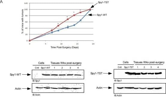 Western Blot: Speedy/Ringo Antibody [NB100-2521] - Spy1 stable protein accelerates tumorigenesis in vivo.(A) Percentage of mice presenting with palpable tumors from 0-19 days post-transplant. Each data point represents 4 mice per indicated construct. The entire experiment was repeated three times using three independently derived overexpressing cell lines for each construct. Mann-Whitney Test was performed (p < 0.05). (A; lower blot) Western blots were conducted to measure the stability of Myc-Spy1-WT (left) & Myc-Spy1-TST (right) from representative time points. Empty vector control (Cntl) cell expression levels of Spy1 are seen in lane 1 of each blot. (B) Total tumor volume was calculated for both Spy1-HC11 (Spy1-WT) & Spy1-TST-HC11 (Spy1-TST) transplanted glands. Results were taken from 45 transplants using cells from 3 separate transfections. Error bars reflect SE between transplants from different transfections. Left hand panel reflects overall volume, right hand panel reflects volumes of tissues taken over a month post-transplant. Image collected & cropped by CiteAb from the following publication (//bmccancer.biomedcentral.com/articles/10.1186/1471-2407-12-45), licensed under a CC-BY license. Not internally tested by Novus Biologicals.