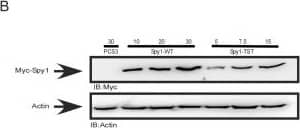 Western Blot: Speedy/Ringo Antibody [NB100-2521] - Spy1 stable protein induces anchorage independent growth. (A) 293 cells were transfected with different concentrations of Myc-Spy1-WT, Myc-Spy1-TST or 30 μg of empty PCS3 vector control. Soft agar assay was carried out & plates photographed & quantified on day 14. Foci were averaged over 3 separate transfections for each experiment. n = 3 (B) Western blot analysis of one representative experiment; densitometry in lower panel. n = 3 (C) Representative foci after 14 day soft agar assay visualized using light microscopy. Ras-V12 is transfected as a positive control. n = 3. (D) Total numbers of foci were counted over 3 separate plates using separate transfections for each experiment. n = 3. Error bars reflect SE between triplicate experiments. t test was performed;** P ≤ 0.01. (E) Western blot analysis of experiments in Figure. 1C & D. Quantified using densitometry followed by normalization for Actin levels. (A-E) Error bars reflect SE between triplicate experiments. t test was performed;* P≤ 0.05, ** P ≤ 0.01, *** P ≤ 0.001. Image collected & cropped by CiteAb from the following publication (//bmccancer.biomedcentral.com/articles/10.1186/1471-2407-12-45), licensed under a CC-BY license. Not internally tested by Novus Biologicals.