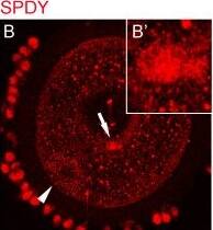 Immunocytochemistry/ Immunofluorescence: Speedy/Ringo Antibody [NB100-2521] - CDC2 associates with SPDY at ERES. (A-C) 0 h GV stage oocyte labeled for CDC2 (A, green), DNA (A, blue), & SPDY (B, red). Both CDC2 & SPDY localize to the same cortical domain (C). Note that the center of this oocyte is dented (the area that contains the arrow) causing the structure to appear in the middle of the oocyte, whereas it is located in the cortex. (D-F) 0 h GV stage oocyte stained for Cyclin B (D, green), DNA (D, blue), & P-GM130 (E, red). Cyclin B did not localize to the P-GM130-labeled cortical domain (F). (G-I) 0 h GV stage oocyte labeled for PSTAIR (G, green), DNA (G, blue), & P-GM130 (H, red). Spatial overlap of PSTAIR & phosphorylated GM130 staining (yellow) in a cortical domain is evident in the merged image (I). Images are Z-projections of 2 (A-C) or 3 (D-I) consecutive sections; scale bars represent 20 μm in C, F, & I, & 5 μm in C', F', & I'. Arrows indicate the region of the oocyte that is shown enlarged in the insets (A'-I'). Arrowheads denote the position of the GV. Image collected & cropped by CiteAb from the following publication (//bmcdevbiol.biomedcentral.com/articles/10.1186/1471-213X-9-8), licensed under a CC-BY license. Not internally tested by Novus Biologicals.