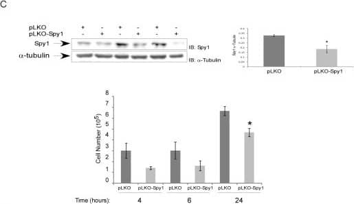 Western Blot: Speedy/Ringo Antibody [NB100-2521] - Spy1 protein levels are elevated in human breast cancers.(A) TMAs containing cores from invasive ductal carcinoma (IvDC), infiltrated ductal carcinoma (IfDC), intraductal carcinoma (IDC) & invasive lobular carcinoma (ILC) as well as pair-matched normal (PM-N) or cancer-free patients (CF-N) were analyzed for Spy1 expression. The Spy1 signal intensity was normalized to nuclear stain (TOTO-3/PI) signal. Patient numbers are indicated below the sample (N). (B) Breast normal & cancer cell lines were analyzed by western blot analysis. Actin was used as a loading control. One representative blot of 2. (C) Western blot of 3 replicate infections of pLKO control or pLKO Spy1 in MDA-231 cells. Middle panel represents the densitometry values over 3 separate experiments. Where Spy1 is corrected for actin levels. Lower panel reflects cell counts at 4, 6, & 24 h post-infection. (All panels) Data shown is mean ± s.d. Student's t-test was performed * P < 0.05;**P < 0.01. (D) Knockdown effects on cell counts of MCF7 cells over 72 h after transfection with either pSUPER empty vector (siCntl) or pSUPER-Spy1 (siSpy1) over 3 separate transfections. Data shown is mean ± s.d. Image collected & cropped by CiteAb from the following publication (//bmccancer.biomedcentral.com/articles/10.1186/1471-2407-12-45), licensed under a CC-BY license. Not internally tested by Novus Biologicals.