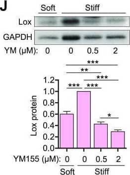 ECM synthesis in hVSMCs is reduced when survivin expression is suppressed. (a) and (f) hVSMCs were synchronized to G0 by serum starvation and plated on fibronectin-coated soft or stiff hydrogels with 10% FBS for 24 h. (b)–(e) and (g)–(j) Serum-starved hVSMCs were plated on soft or stiff hydrogels with 10% FBS with DMSO or YM155 at the indicated concentrations for 24 h. Levels of mRNA (a)–(e) and protein (f)−(j) were analyzed by RT-qPCR and immunoblotting assays, respectively. The graphs show the expression of survivin (a), (b), and (e), collagen-I (c) and (h), fibronectin (d) and (i), and Lox (e) and (j). Expression was normalized to that in hVSMCs treated with DMSO (vehicle control) on stiff hydrogels. n = 7 (a), n = 3 − 8 (b)–(e), n = 6 (f), n = 4 (g) and (j), n = 3 (h) and (i). Error bars show SEMs. *p < 0.05; **p < 0.01; ***p < 0.001; and ns, not significant by Student's t test (a) and (f) or ANOVA followed by Newman–Keuls post hoc test for multiple comparisons (b)−(e) and (g)–(j). Image collected and cropped by CiteAb from the following open publication (//pubmed.ncbi.nlm.nih.gov/37868708), licensed under a CC-BY license. Not internally tested by Novus Biologicals.