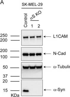 Loss of  alpha -syn decreases L1CAM and N-cadherin and motility in SK-MEL-29 cells. (A) Representative Western blots of L1CAM, N-Cad,  alpha -syn, and  alpha -tubulin in lysates of the control and  alpha -syn KO cells cultured in vitro. (B) Representative Western blots of vimentin,  alpha -syn, and  alpha -tubulin. Quantitative data showing the relative protein levels of L1CAM (C), N-Cad (D), and vimentin (E) normalized to  alpha -tubulin. All the experiments were repeated with at least with three biological replicates (n = 3). (F) Representative brightfield microscope images of phagokinetic tracks created by control and KO  alpha -syn cells on colloidal gold-coated wells were acquired using a light microscope with a ×10 objective. The individual phagokinetic tracks represented by black arrow marks were measured using ImageJ software and represented in (G) At least 33 tracks per experimental condition were randomly chosen for quantification. A total of 100 tracks for n = 3 per experimental group were used for statistical analysis. Values in plots (C–E, G) are mean +/- s.d. P-values were determined by a one-way ANOVA, Dunnett post hoc test. Image collected and cropped by CiteAb from the following open publication (//pubmed.ncbi.nlm.nih.gov/37286800), licensed under a CC-BY license. Not internally tested by Novus Biologicals.