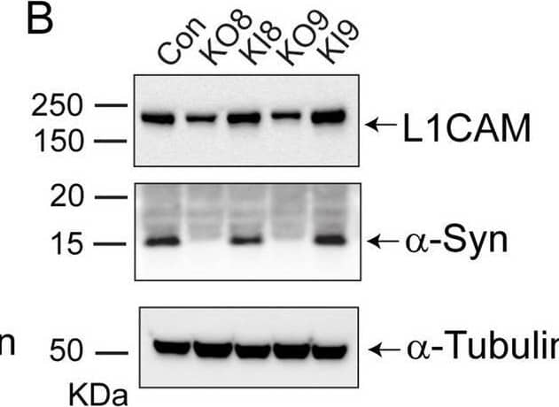 Loss of  alpha -syn decreases EMT-like markers and motility in SK-MEL-28 cells. (A–D) Representative western blots of E-Cad, L1CAM, N-Cad, vimentin,  alpha -syn, and  alpha -tubulin in lysates of the control, KO, and KI cells cultured in vitro. (E) Quantitative analysis of relative protein levels. E-Cad, L1CAM, N-Cad, and vimentin band intensities are normalized to  alpha -tubulin. All the experiments were repeated with at least three biological replicates (n = 3). (F) Representative light microscope images of phagokinetic tracks created by control, KO8, and KI8 cells on colloidal gold-coated wells. Black arrows mark individual phagokinetic tracks in respective cell lines. Images were acquired by using a ×10 objective, and the cleared phagokinetic area per cell was measured using ImageJ software. (G) Bar graphs show quantification of the cleared areas from three independent experiments. At least 33 tracks per experimental condition were randomly chosen for quantification. 100 tracks for n = 3 per experimental group were used for statistical analysis. (E,G) Values are mean +/- s.d. **, p = 0.0015–0.0027; *, p = 0.0073–0.0134 determined using a one-way ANOVA, Dunnett post hoc test. Image collected and cropped by CiteAb from the following open publication (//pubmed.ncbi.nlm.nih.gov/37286800), licensed under a CC-BY license. Not internally tested by Novus Biologicals.