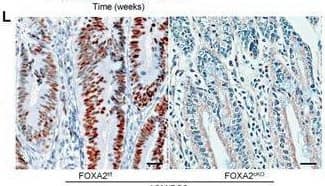 Immunohistochemistry HNF-3 beta/FoxA2 Antibody (OTI3C10)