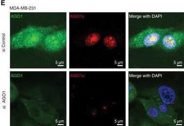 AGO1x antibody targets specifically its cognate protein and not the canonical AGO1AWestern blot analysis of multiple cell lines demonstrates that in addition to the canonical AGO1 protein band, a characteristic second band of higher MW is revealed by the AGO1 antibody.BHigher MW band observed in (A) corresponds to AGO1x protein. Representative Western blot shows that the intensity of the higher MW band is sensitive to ectopic overexpression (using the pIRES‐Neo vector) of FLAG‐tagged AGO1x but not of FLAG‐tagged AGO1. Expression of the corresponding isoform is confirmed with a blot for FLAG expression. The overexpression constructs are indicated with labels above the blots. Protein ladders show that the higher MW band corresponds to approximately 100 kDa.C, DWestern blot with AGO1x antibody demonstrates its specificity for the AGO1x isoform stably expressed from pCDH‐FLAG-tagged plasmids. Middle and lower panels depict AGO1x levels in individual samples, at low and high exposure, respectively, of the same blot. The higher exposure was used to better assess the expression level in untransfected (control) samples.E, FRepresentative images of MDA‐MB-231 stained with AGO1 (green) and AGO1x (red) antibodies under conditions of endogenous expression or knockdown with an siRNA pool targeting the transcript that encodes both isoforms (E). An AGO1x overexpression system, where FLAG‐AGO1x was stably integrated into MDA‐MB-231 cells, was also tested (F). DAPI was used to mark the nucleus (blue).GWestern blot analysis of AGO1x protein level in cells treated with either siAGO1 or siControl confirms the imaging results from panel E.Source data are available online for this figure. Image collected and cropped by CiteAb from the following open publication (//pubmed.ncbi.nlm.nih.gov/32812257), licensed under a CC-BY license. Not internally tested by Novus Biologicals.