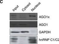 AGO1x localizes to the nuclear regionRepresentative immunofluorescence images showing the subcellular distribution of AGO1x (red) relative to nuclear and cytoplasmic markers. DAPI was used to mark the nucleus (blue). The co‐stained subcellular marker is indicated in each panel in green. SC 35, Lsm4,  alpha ‐tubulin, ERP72, p54 (NRB), and nucleolin serve as markers for nuclear speckles, cytosol and nucleus, cytosol, endoplasmic reticulum, paraspeckle, and nucleolus, respectively.Mean (+/- SD) pixel intensities of AGO1x staining in nucleolus and nucleoplasm, computed from z‐stack images of MDA‐MB-231 cells (n = 20). The P‐value was determined using a paired two‐tailed t‐test.Representative AGO1x and AGO1 blot from MDA-MB‐231 cell fractions. GAPDH and hnRNP C1/C2 served as markers of purity of the individual fractions.Source data are available online for this figure. Image collected and cropped by CiteAb from the following open publication (//pubmed.ncbi.nlm.nih.gov/32812257), licensed under a CC-BY license. Not internally tested by Novus Biologicals.