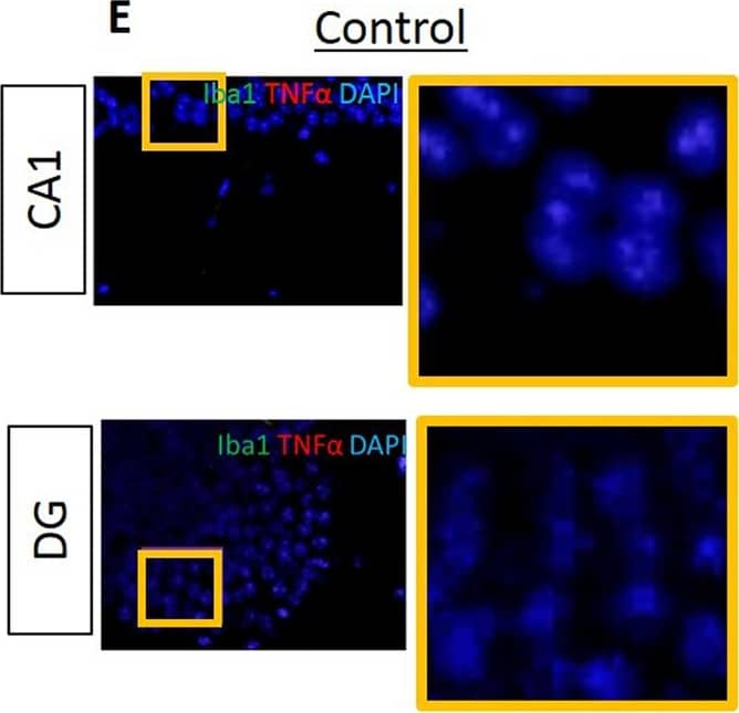 Immunocytochemistry/ Immunofluorescence: AIF-1/Iba1 Antibody [NB100-2833] - Proinflammatory cytokines IL6, IL1 beta  & TNF alpha  are evident in the hippocampus of experimental but not in control mice.Data from IF microscopy & RT-PCR. (A-F) Results from IF microscopy. IL6 expression in control (A) & experimental (B) mice, IL1 beta  expression in control (C) & experimental (D) mice & TNF alpha  expression in control (E) & experimental (F) mice. N = 3 mice/group. (G-I) Gene expression of cytokines was detected by RT-PCR (G, H, I). In all cases, there is significantly higher gene expression of all three cytokines in experimental compared with control group (G, H, I). Green: Iba1, Red: cytokines, Blue: DAPI. N = 5 mice/group. Image collected & cropped by CiteAb from the following publication (//pubmed.ncbi.nlm.nih.gov/30281647), licensed under a CC-BY license. Not internally tested by Novus Biologicals.