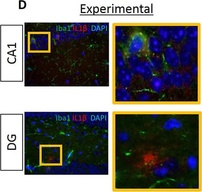 Immunocytochemistry/ Immunofluorescence: AIF-1/Iba1 Antibody [NB100-2833] - Proinflammatory cytokines IL6, IL1 beta  & TNF alpha  are evident in the hippocampus of experimental but not in control mice.Data from IF microscopy & RT-PCR. (A-F) Results from IF microscopy. IL6 expression in control (A) & experimental (B) mice, IL1 beta  expression in control (C) & experimental (D) mice & TNF alpha  expression in control (E) & experimental (F) mice. N = 3 mice/group. (G-I) Gene expression of cytokines was detected by RT-PCR (G, H, I). In all cases, there is significantly higher gene expression of all three cytokines in experimental compared with control group (G, H, I). Green: Iba1, Red: cytokines, Blue: DAPI. N = 5 mice/group. Image collected & cropped by CiteAb from the following publication (//pubmed.ncbi.nlm.nih.gov/30281647), licensed under a CC-BY license. Not internally tested by Novus Biologicals.