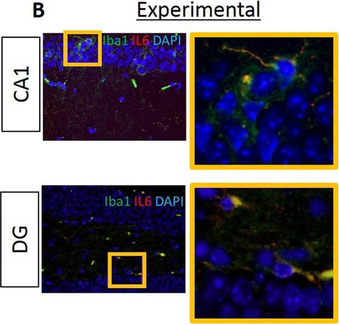 Immunocytochemistry/ Immunofluorescence: AIF-1/Iba1 Antibody [NB100-2833] - Proinflammatory cytokines IL6, IL1 beta  & TNF alpha  are evident in the hippocampus of experimental but not in control mice.Data from IF microscopy & RT-PCR. (A-F) Results from IF microscopy. IL6 expression in control (A) & experimental (B) mice, IL1 beta  expression in control (C) & experimental (D) mice & TNF alpha  expression in control (E) & experimental (F) mice. N = 3 mice/group. (G-I) Gene expression of cytokines was detected by RT-PCR (G, H, I). In all cases, there is significantly higher gene expression of all three cytokines in experimental compared with control group (G, H, I). Green: Iba1, Red: cytokines, Blue: DAPI. N = 5 mice/group. Image collected & cropped by CiteAb from the following publication (//pubmed.ncbi.nlm.nih.gov/30281647), licensed under a CC-BY license. Not internally tested by Novus Biologicals.