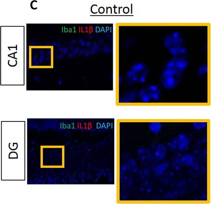 Immunocytochemistry/ Immunofluorescence: AIF-1/Iba1 Antibody [NB100-2833] - Proinflammatory cytokines IL6, IL1 beta  & TNF alpha  are evident in the hippocampus of experimental but not in control mice.Data from IF microscopy & RT-PCR. (A-F) Results from IF microscopy. IL6 expression in control (A) & experimental (B) mice, IL1 beta  expression in control (C) & experimental (D) mice & TNF alpha  expression in control (E) & experimental (F) mice. N = 3 mice/group. (G-I) Gene expression of cytokines was detected by RT-PCR (G, H, I). In all cases, there is significantly higher gene expression of all three cytokines in experimental compared with control group (G, H, I). Green: Iba1, Red: cytokines, Blue: DAPI. N = 5 mice/group. Image collected & cropped by CiteAb from the following publication (//pubmed.ncbi.nlm.nih.gov/30281647), licensed under a CC-BY license. Not internally tested by Novus Biologicals.