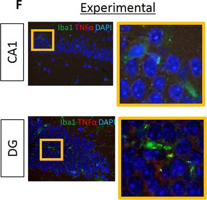 Immunocytochemistry/ Immunofluorescence: AIF-1/Iba1 Antibody [NB100-2833] - Proinflammatory cytokines IL6, IL1 beta  & TNF alpha  are evident in the hippocampus of experimental but not in control mice.Data from IF microscopy & RT-PCR. (A-F) Results from IF microscopy. IL6 expression in control (A) & experimental (B) mice, IL1 beta  expression in control (C) & experimental (D) mice & TNF alpha  expression in control (E) & experimental (F) mice. N = 3 mice/group. (G-I) Gene expression of cytokines was detected by RT-PCR (G, H, I). In all cases, there is significantly higher gene expression of all three cytokines in experimental compared with control group (G, H, I). Green: Iba1, Red: cytokines, Blue: DAPI. N = 5 mice/group. Image collected & cropped by CiteAb from the following publication (//pubmed.ncbi.nlm.nih.gov/30281647), licensed under a CC-BY license. Not internally tested by Novus Biologicals.