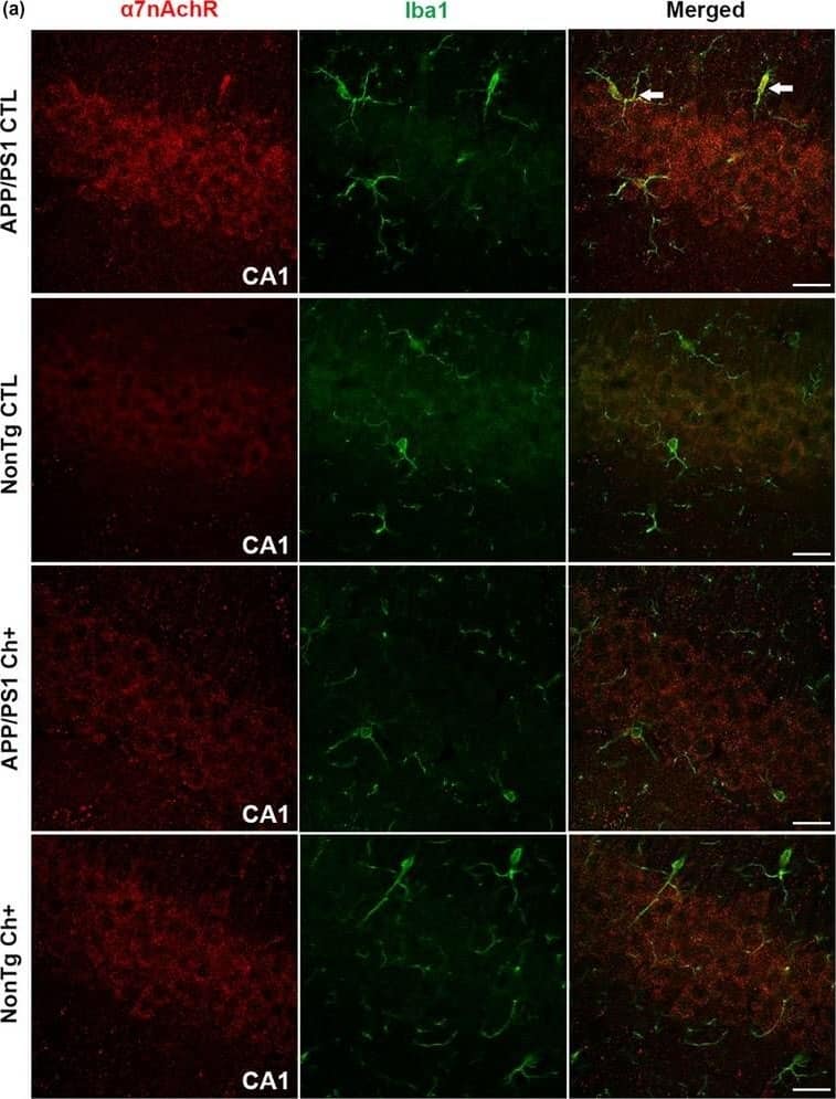 Immunocytochemistry/ Immunofluorescence: AIF-1/Iba1 Antibody [NB100-2833] - Lifelong choline supplementation alters the expression of the alpha7 nicotinic acetylcholine receptor ( alpha 7nAchR) within microglia. (a) Photomicrographs depicting the Cornus Ammonis 1 (CA1) of the hippocampus from APP/PS1 & NonTg mice fluorescently stained for  alpha 7nAchR & Iba1. Images taken at 40X; scale bar = 25 µm (n = 6 mice/group). (b) Quantitative analysis reveals a significant main effect of genotype, where the APP/PS1 mice have a significantly higher intensity of yellow pixels of  alpha 7nAchR/Iba1 colocalization than the NonTg mice (p < .01). Additionally, we find a significant main effect of diet, where the Ch+ groups show a significant reduction in  alpha 7nAchR/Iba1 colocalization than the CTL groups (p < .05). A genotype by diet interaction was found, where the APP/PS1 Ch+ mice show a significant reduction of  alpha 7nR/Iba1 colocalization compared to the CTL counterparts (p < .001). The center line represents the median value, the limits represent the 25th & 75th percentile, & the whiskers represent the minimum & maximum value of the distribution. **p < .01, ***p < .001 Image collected & cropped by CiteAb from the following publication (//pubmed.ncbi.nlm.nih.gov/31560162), licensed under a CC-BY license. Not internally tested by Novus Biologicals.