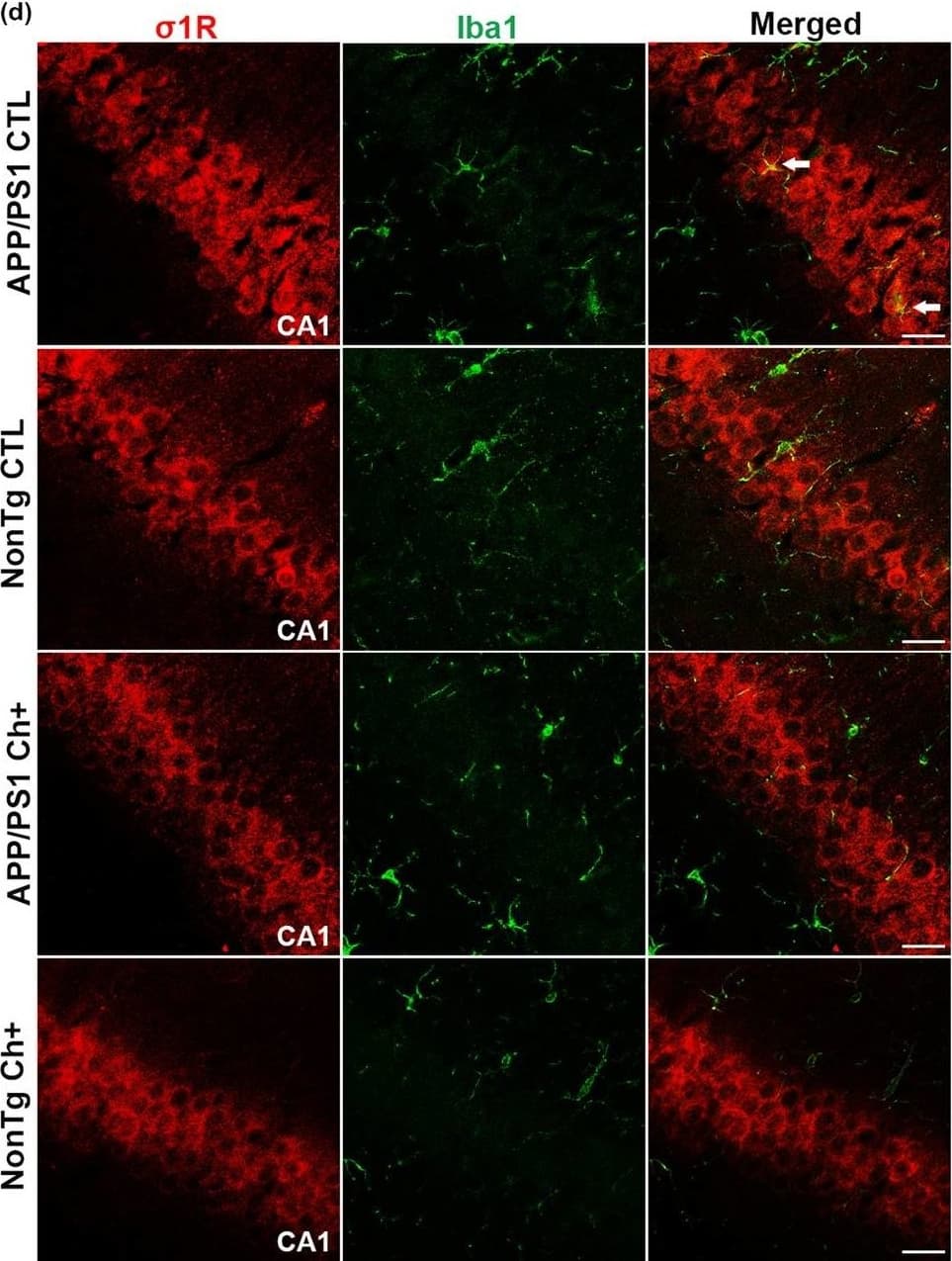 Immunocytochemistry/ Immunofluorescence: AIF-1/Iba1 Antibody [NB100-2833] - Lifelong choline supplementation alters the expression of the Sigma‐1 receptor ( sigma 1R) within microglia. (a‐b) Representative Western blot of  sigma 1R levels. Quantitative analysis of  sigma 1R protein levels reveals a significant reduction with Ch+ (p < .05; n = 5/APP group; n = 4/NonTg group). (c‐d) Quantitative analysis reveals a significant main effect of genotype, where the APP/PS1 mice have a significantly higher intensity of yellow pixels of  sigma 1R/Iba1 colocalization than the NonTg mice (p < .05, n = 6 APP/PS1 CTL, n = 5 APP/PS1 Ch+, n = 6 NonTg CTL, n = 6 NonTg Ch+). Additionally, we find a significant genotype by diet interaction where the APP/PS1 Ch+ mice show a significant reduction in  sigma 1R/Iba1 colocalization than the APP/PS1 CTL mice (p < .001). Photomicrographs depicting the Cornus Ammonis 1 (CA1) of the hippocampus from APP/PS1 & NonTg mice fluorescently stained for the  sigma 1R & Iba1; images taken at 40×; scale bar = 25 µm. Data are presented as box plots. The center line represents the median value, the limits represent the 25th & 75th percentile, & the whiskers represent the minimum & maximum value of the distribution. *p < .05, ***p < .001 Image collected & cropped by CiteAb from the following publication (//pubmed.ncbi.nlm.nih.gov/31560162), licensed under a CC-BY license. Not internally tested by Novus Biologicals.