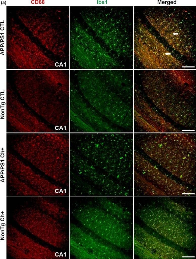 Immunocytochemistry/ Immunofluorescence: AIF-1/Iba1 Antibody [NB100-2833] - Lifelong choline supplementation reduces activated microglia. (a) Photomicrographs depicting the Cornus Ammonis 1 (CA1) of the hippocampus from APP/PS1 & NonTg mice fluorescently stained for CD68 & Iba1. Images taken at 10X; Scale bar = 150 µm (n = 6 mice/group). Arrows illustrate colocalization of CD68/Iba1. (b) Quantitative analysis reveals a significant main effect of genotype, where the APP/PS1 mice have a significantly higher intensity of yellow pixels of CD68/Iba1 colocalization than the NonTg mice (p < .05). Additionally, we find a significant main effect of diet, where the Ch+ groups show a significant reduction in CD68/Iba1 colocalization than the CTL groups (p < .001). Data are presented as box plots. The center line represents the median value, the limits represent the 25th & 75th percentile, & the whiskers represent the minimum & maximum value of the distribution. *p < .05, ***p < .001 Image collected & cropped by CiteAb from the following publication (//pubmed.ncbi.nlm.nih.gov/31560162), licensed under a CC-BY license. Not internally tested by Novus Biologicals.