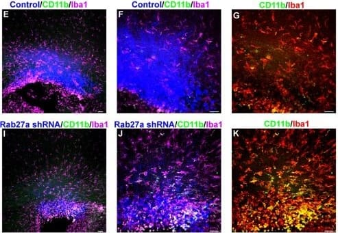 Immunocytochemistry/ Immunofluorescence: AIF-1/Iba1 Antibody [NB100-2833] - (A–D) Images of coronal brain sections showing DiI (red) labeled EVs taken up by IBA1 (blue) & CD11b (green) positive microglia. (E,F) Tomato & control plasmid (blue) dorsal SVZ electroporations stained for CD11b (green) & IBA1 (magenta) at P7, 10x (E), 20x (F). (G,H) 20x magnification of E showing CD11b (green) & IBA1 (red) (G) or CD11b (H). (I,J) Tomato & Rab27a shRNA plasmid (blue) dorsal SVZ electroporations stained for CD11b (green) & IBA1 (magenta) at P7, 10x (I), 20x (J). (K,L) 20x magnification of I showing CD11b (green) & IBA1 (red) (K) or CD11b (L). (M) Western blot of Rab27a following shRNA mediated knockdown. (N) Images of coronal section stained for Rab27a (green) following control or Rab27a shRNA & tomato (magenta) co-electroporation at P0 & sacrificed 48 hrs later. (O) Quantification of CD11b positive microglia at P2 & P7 following control or Rab27a shRNA electroporation. Data are represented as mean ± SEM. ****p < 0.0001 A, E, I scale bar, 100 μm. B–D, F–H, J–L, N scale bar, 50 μm. Image collected & cropped by CiteAb from the following publication (//pubmed.ncbi.nlm.nih.gov/30816224), licensed under a CC-BY license. Not internally tested by Novus Biologicals.
