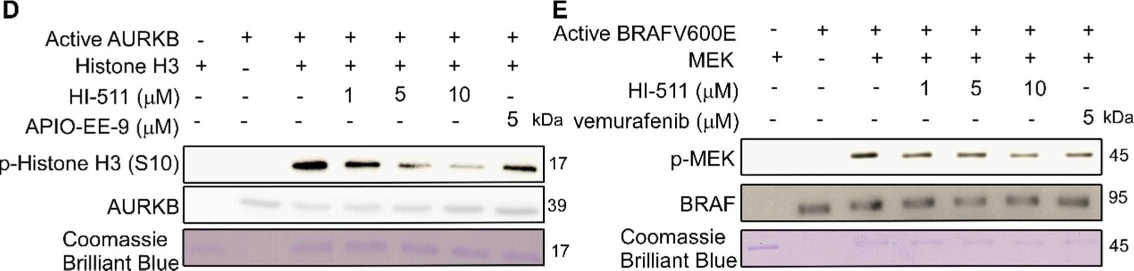  HI-511 binds to and effectively suppresses the activation of AURKB and BRAF V600E. (A) The structure of HI-511. (B) Computer docking model of HI-511 binding with AURKB. (C) Computer docking model of HI-511 binding with BRAF V600E. (D) HI-511 inhibits AURKB in vitro. Active kinase AURKB and HI-511 (0, 1, 5 and10 uM) or APIO-EE-9 (5 uM) were mixed with the substrate histone H3. The relative amounts of phosphorylated substrate were visualized by Western blot. (E) HI-511 inhibits BRAF V600E in vitro. Active kinase BRAF V600E and HI-511 (0, 1, 5, 10 uM) or vemurafenib (5 uM) were mixed with the substrate phosphatidylinositol. The relative amounts of phosphorylated substrate were visualized by Western blot. Image collected and cropped by CiteAb from the following open publication (//pubmed.ncbi.nlm.nih.gov/32863956), licensed under a CC-BY license. Not internally tested by Novus Biologicals.