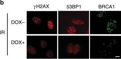 Immunocytochemistry/ Immunofluorescence: 53BP1 Antibody - BSA Free [NB100-304] - UFL1 regulates the ATM signaling. a U2OS cells expressing UFL1 tet-on shRNA1 were irradiated with 2 Gy IR. Thirty minutes later, cells were lysed & blotted with indicated antibodies. b Representative picture of  gamma H2AX, 53BP1, & BRCA1 foci in control (Dox-) & UFL1 knockdown (Dox+) U2OS cells 1 h after 0.5 Gy treatment. Scale bars, 10 µm. c–e Quantification of intensities of  gamma H2AX, 53BP1, & BRCA1 foci in control (Dox-) & UFL1 knockdown (Dox+) U2OS cells. Data presented as mean ± SD of n = 50 cells. **p < 0.01 by Student’s t-test. Source data are provided as a Source Data file Image collected & cropped by CiteAb from the following publication (//pubmed.ncbi.nlm.nih.gov/30886146), licensed under a CC-BY license. Not internally tested by Novus Biologicals.