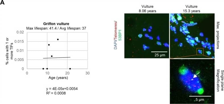 Immunocytochemistry/ Immunofluorescence: 53BP1 Antibody - BSA Free [NB100-304] - TIFs measured in leukocytes. (A) The percentage of cells with one or more TIFs in griffon vultures. The age & number of cells measured for each individual was as follows: 8.06 years: 77 cells, 10 years: 29 cells, 10.9 years: 153 cells, 12.3 years: 146 cells, 15.3 years: 125 cells, & 21.4 years: 173 cells. (B) The percentage of cells with one or more TIFs in American flamingos. The age & number of cells measured for each individual was as follows: 0.79 years: 3 cells, 1.75 years: 12 cells, 1.8 years: 34 cells, 6.75 years: 21 cells, 13.8 years: 11 cells, 16.9 years: 9 cells, 19.9 years: 7 cells, 19.9 years: 7 cells, 34.9 years: 20 cells, & 35.9 years: 6 cells. In the representative images, the nuclei are stained blue with DAPI, the telomeres are red, & the 53BP1 stain is in green. 53BP1 staining at the very edge of nuclei was not counted as foci. The top row of the representative images shows maximum projections which are the result of taking the maximum value of several different z-planes. The magnification image is displayed for a single plane rather than a maximum projection to show co-localization of the stains. A white arrow indicates a colocalization of 53BP1 & a telomere spot (a TIF). Image collected & cropped by CiteAb from the following publication (//pubmed.ncbi.nlm.nih.gov/31730540), licensed under a CC-BY license. Not internally tested by Novus Biologicals.