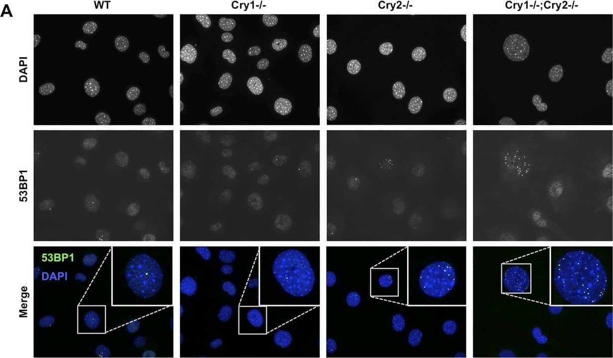 Immunocytochemistry/ Immunofluorescence: 53BP1 Antibody - BSA Free [NB100-304] - Cry2−/− cells accumulate damaged DNA.(A) Representative early passage (P3–4) primary wildtype (WT), Cry1−/−, Cry2−/−, & Cry1−/−;Cry2−/− adult ear fibroblasts stained with anti-53BP1 antibody (green) & DAPI (blue). Insets show enlarged view of indicated cells. (B) Quantitation of 53BP1-positive cells prepared as described in (A). Nuclei containing more than five 53BP1 puncta & negative for BrdU labeling were considered positive for DNA damage. Data represent the mean ± s.d. for at least 200 cells per genotype. (C) Chi-squared analysis of the distributions of Cry1 & Cry2 wildtype (black), heterozygous (gray), & homozygous knockout (red) genotypes establishes a significantly reduced survival of Cry2−/− mice. **p < 0.01 by chi-squared analysis with 2 degrees of freedom (χ2 = 10.39).DOI://dx.doi.org/10.7554/eLife.04883.020 Image collected & cropped by CiteAb from the following publication (//pubmed.ncbi.nlm.nih.gov/25756610), licensed under a CC-BY license. Not internally tested by Novus Biologicals.